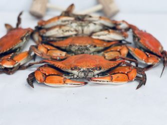 Standard Male Hard Crabs